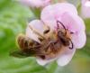 Andrena sp.